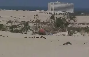 Schwül Blondine besc ...